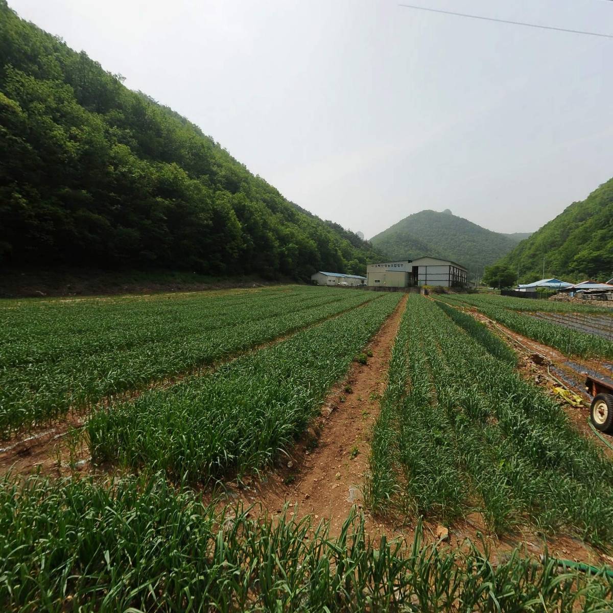 농업회사법인주식회사 마늘농가