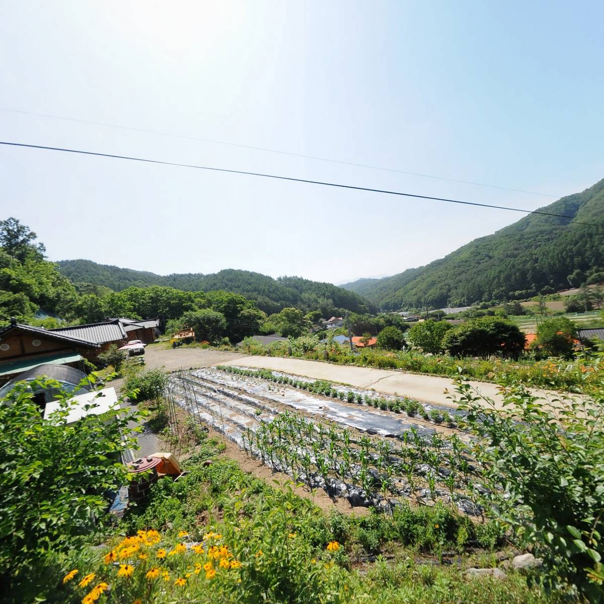 예당산양삼농원