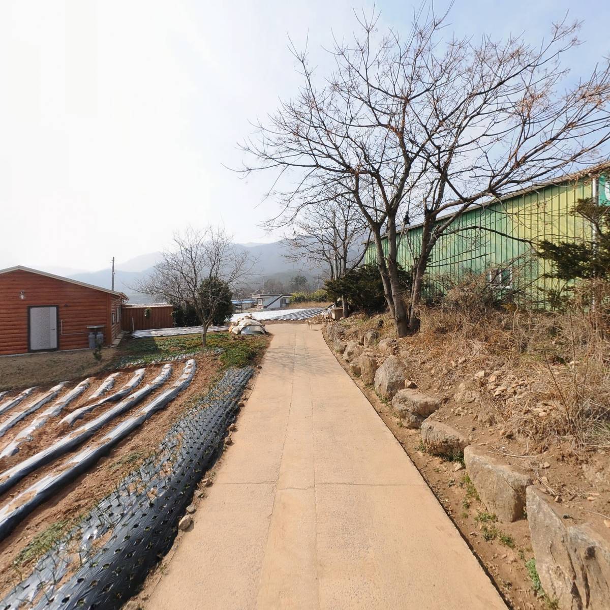 보성다원_2