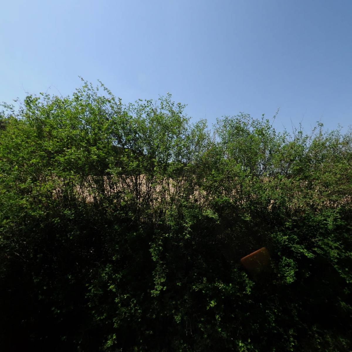(주) 생장인터내셔날(SAENGJANG INTERNATIONAL Co., Ltd.)