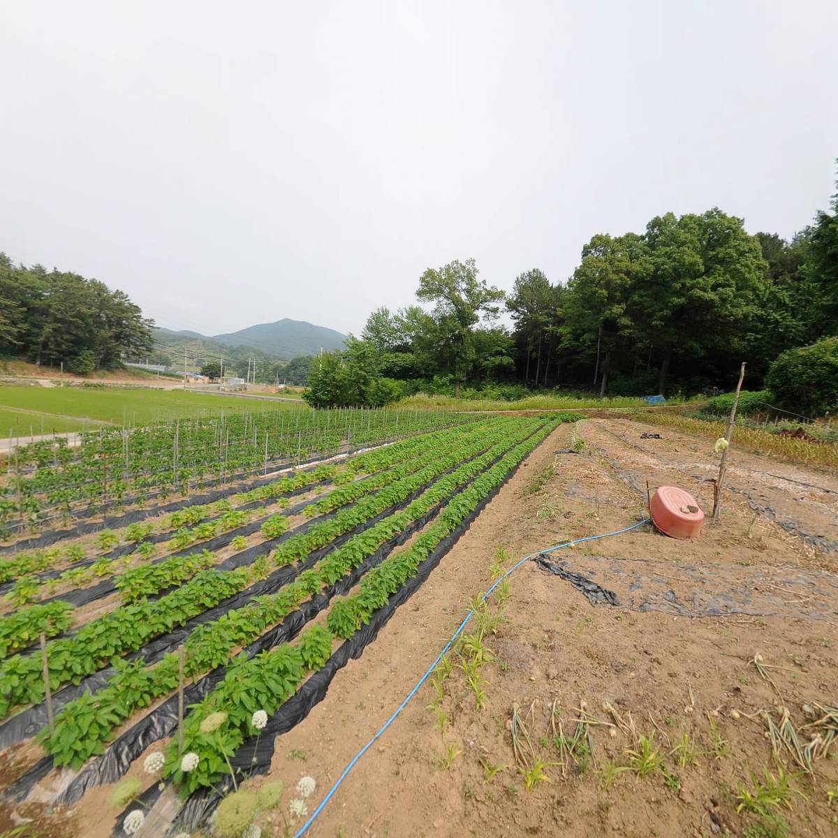 홍주이씨맹산공파 신기종중_3