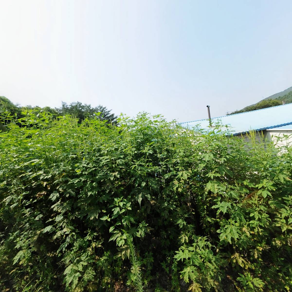 필글라스