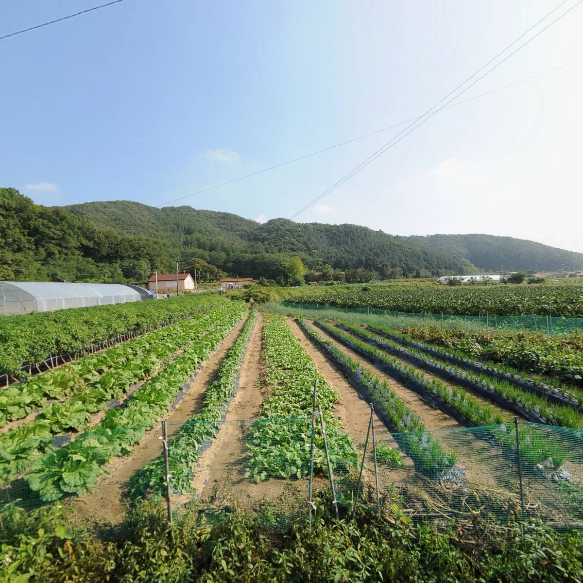 (주)성보관광