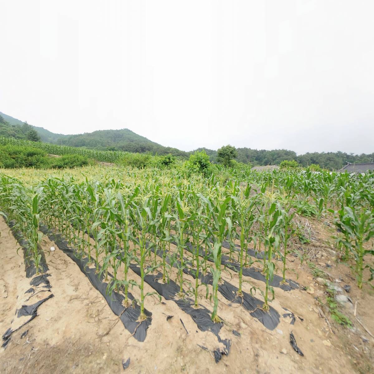 용두산절임배추영농조합법인
