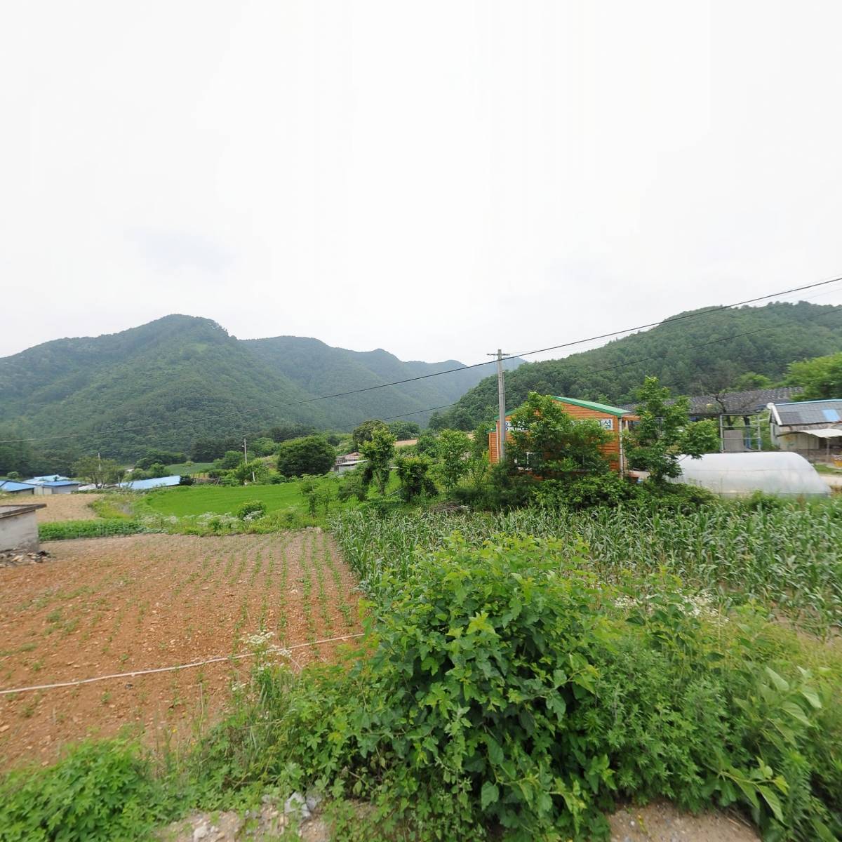 용두산절임배추영농조합법인_3