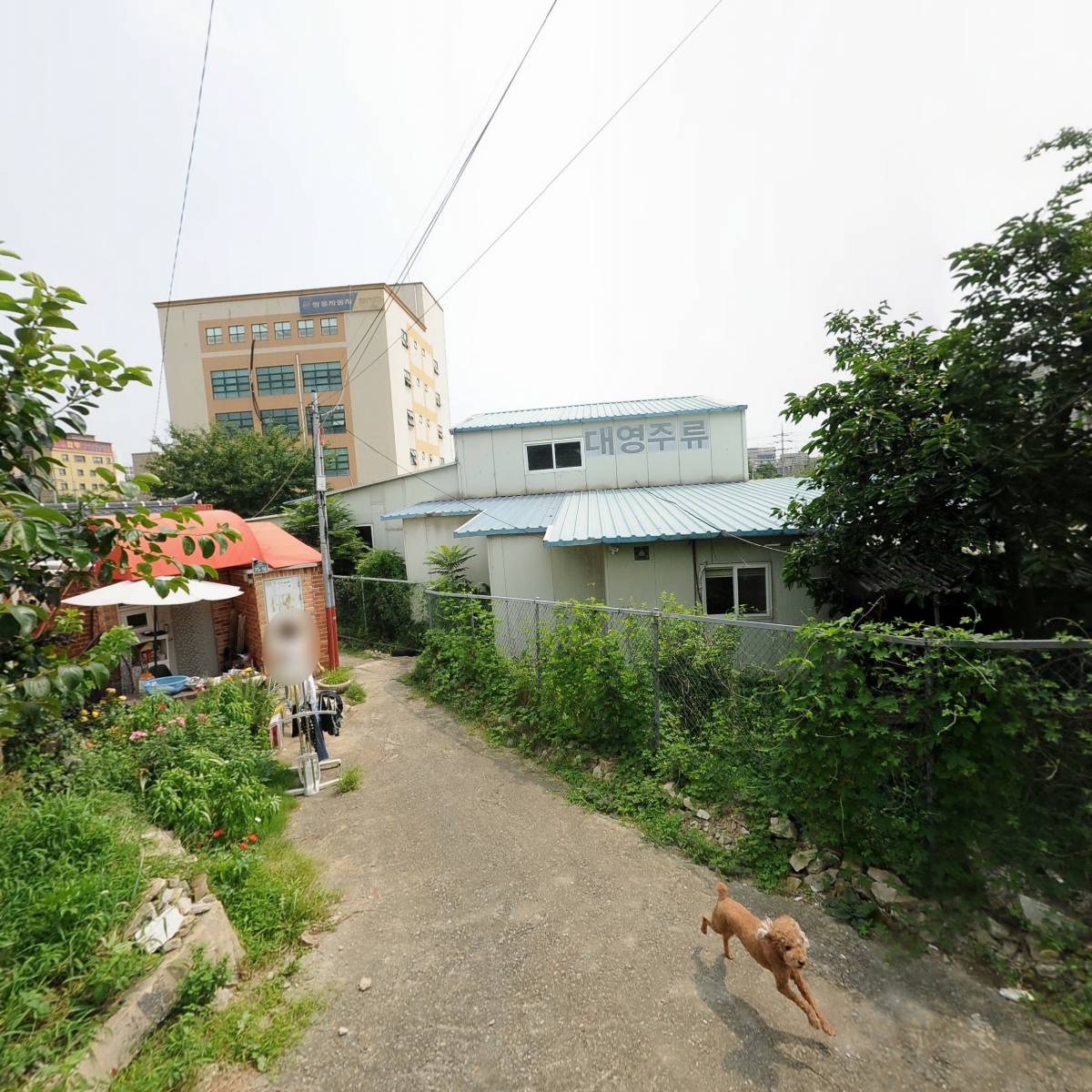 (유한)대영주류