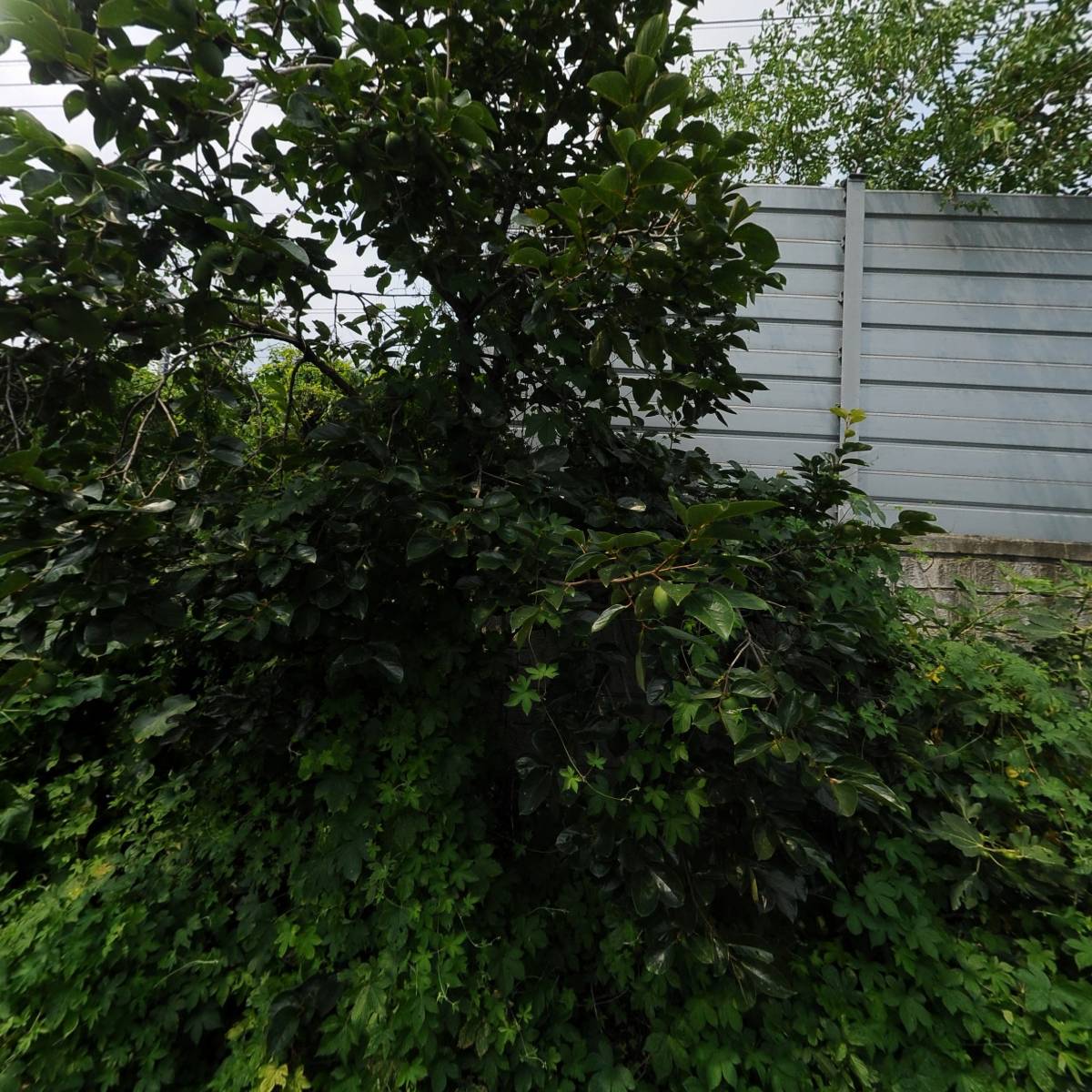 (유한)대영주류_3