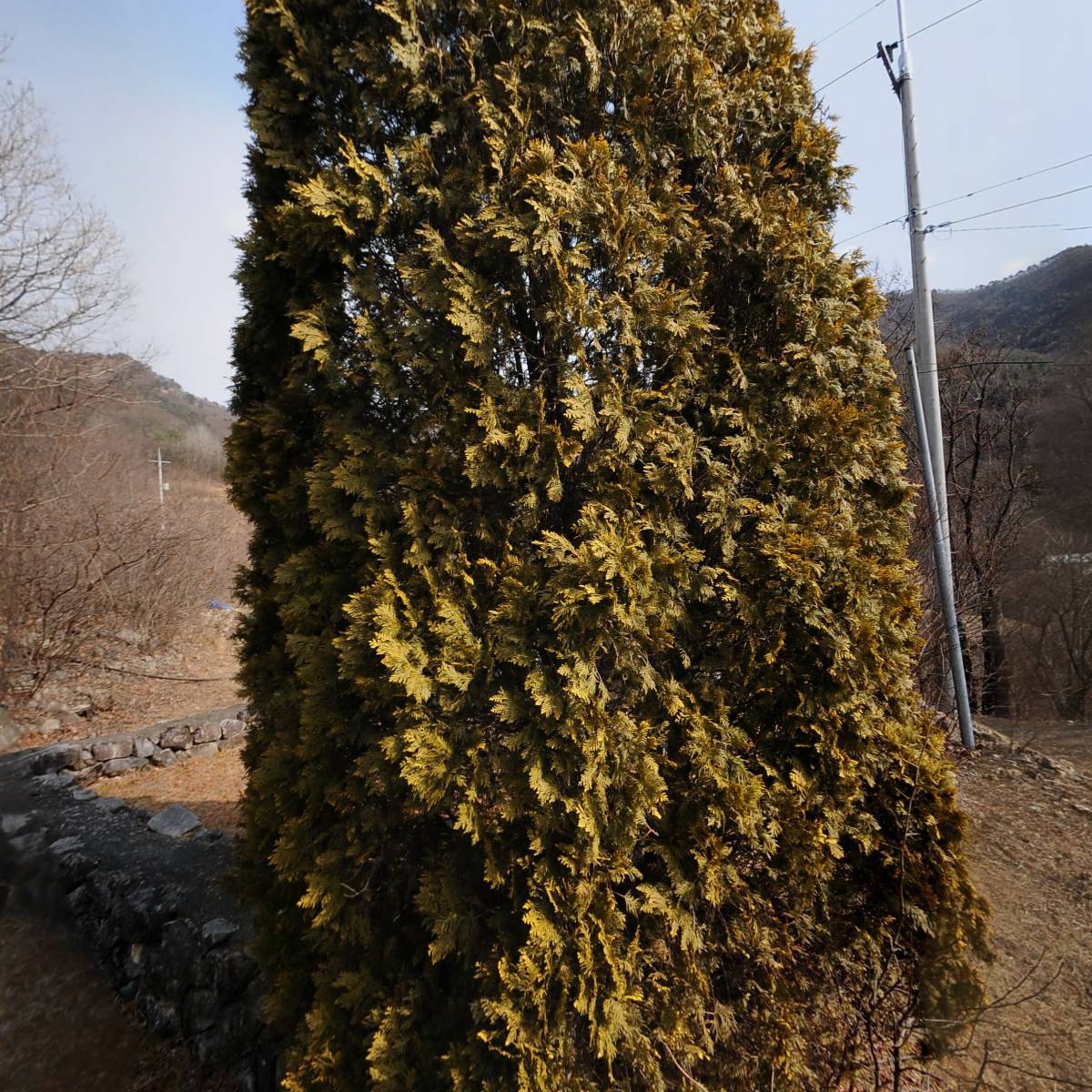 예스 그린