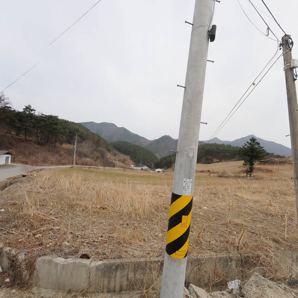 국제수선화 시인의사색