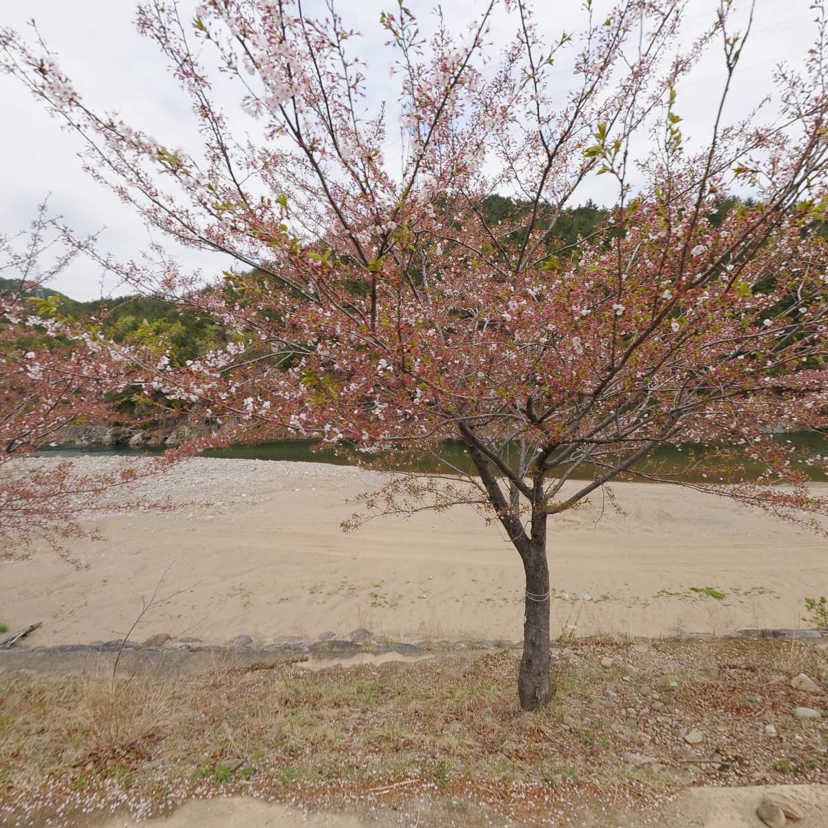 삼척안뜰캠핑장