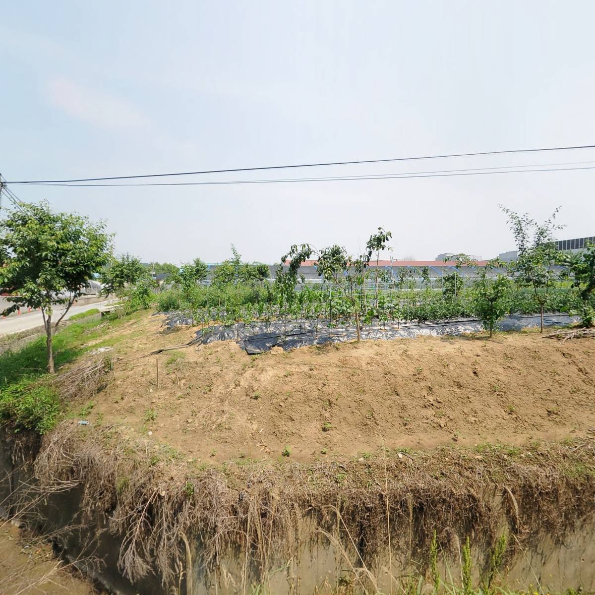 삼주경량_3