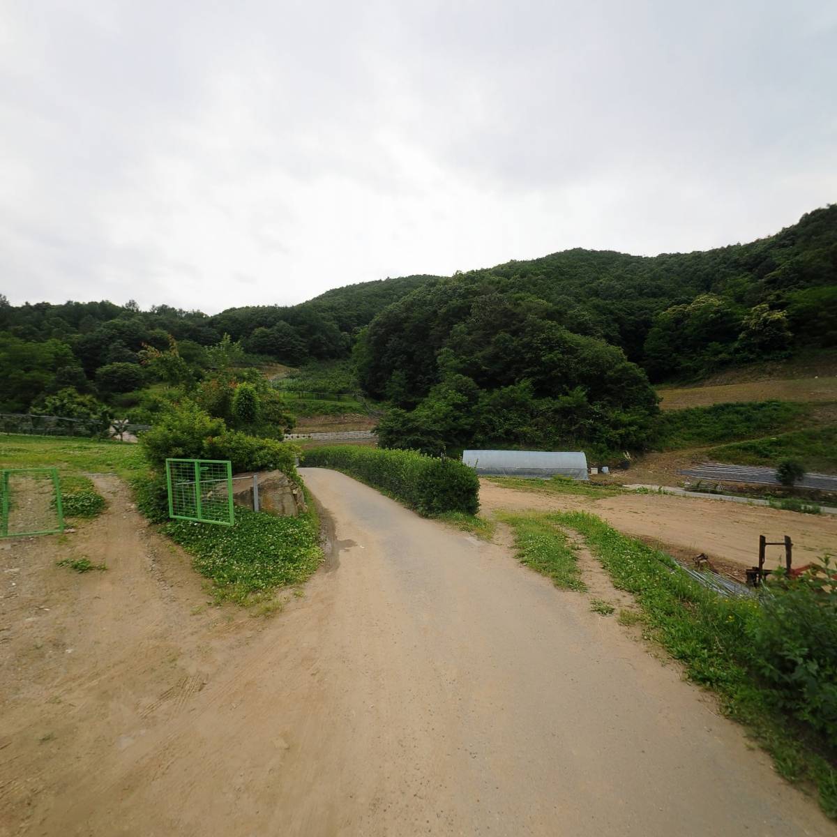 마쟁이 산골자두, 체리_2