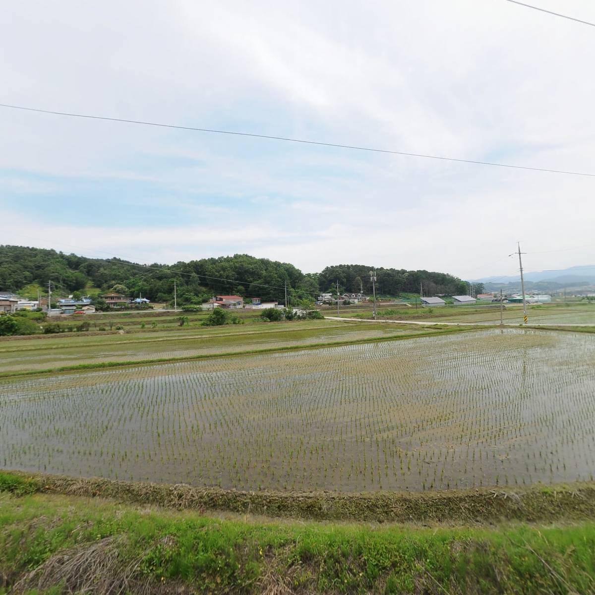 소나무분재연구원