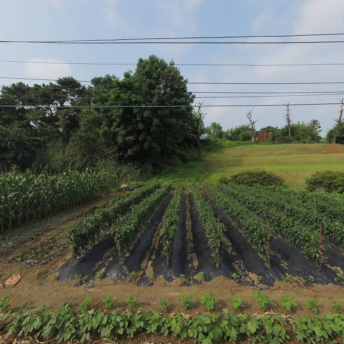 농업회사법인세계로축산(주)