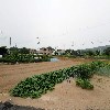 장수삼계탕