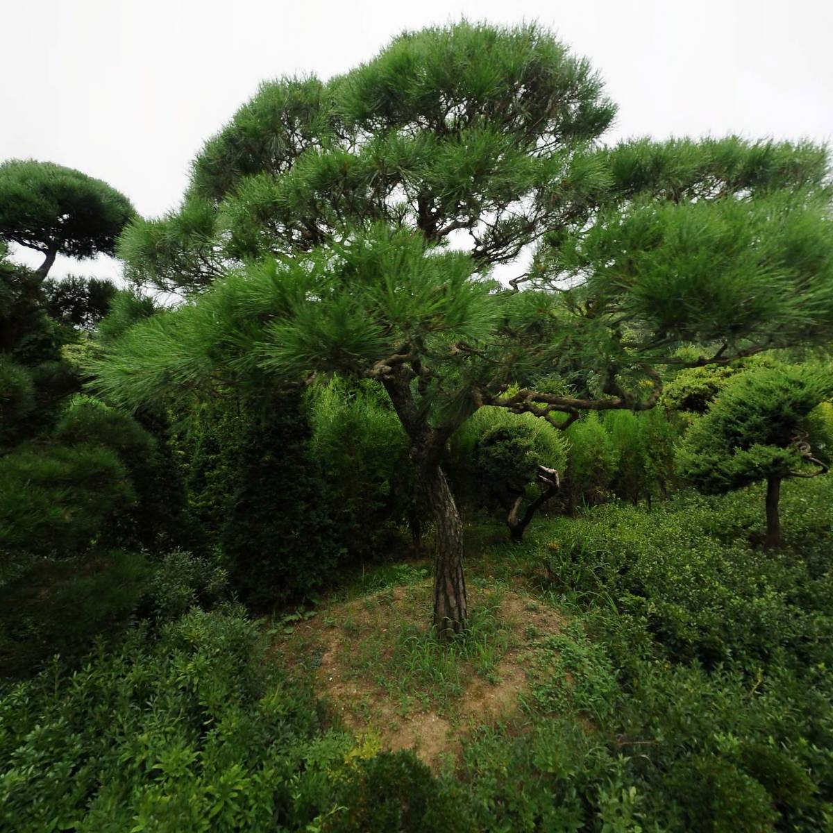 세화조경산업 주식회사