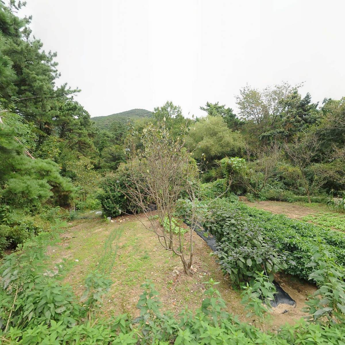 삼명
