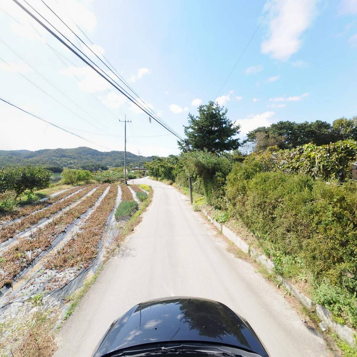 참조은(천호산와송농장)_4
