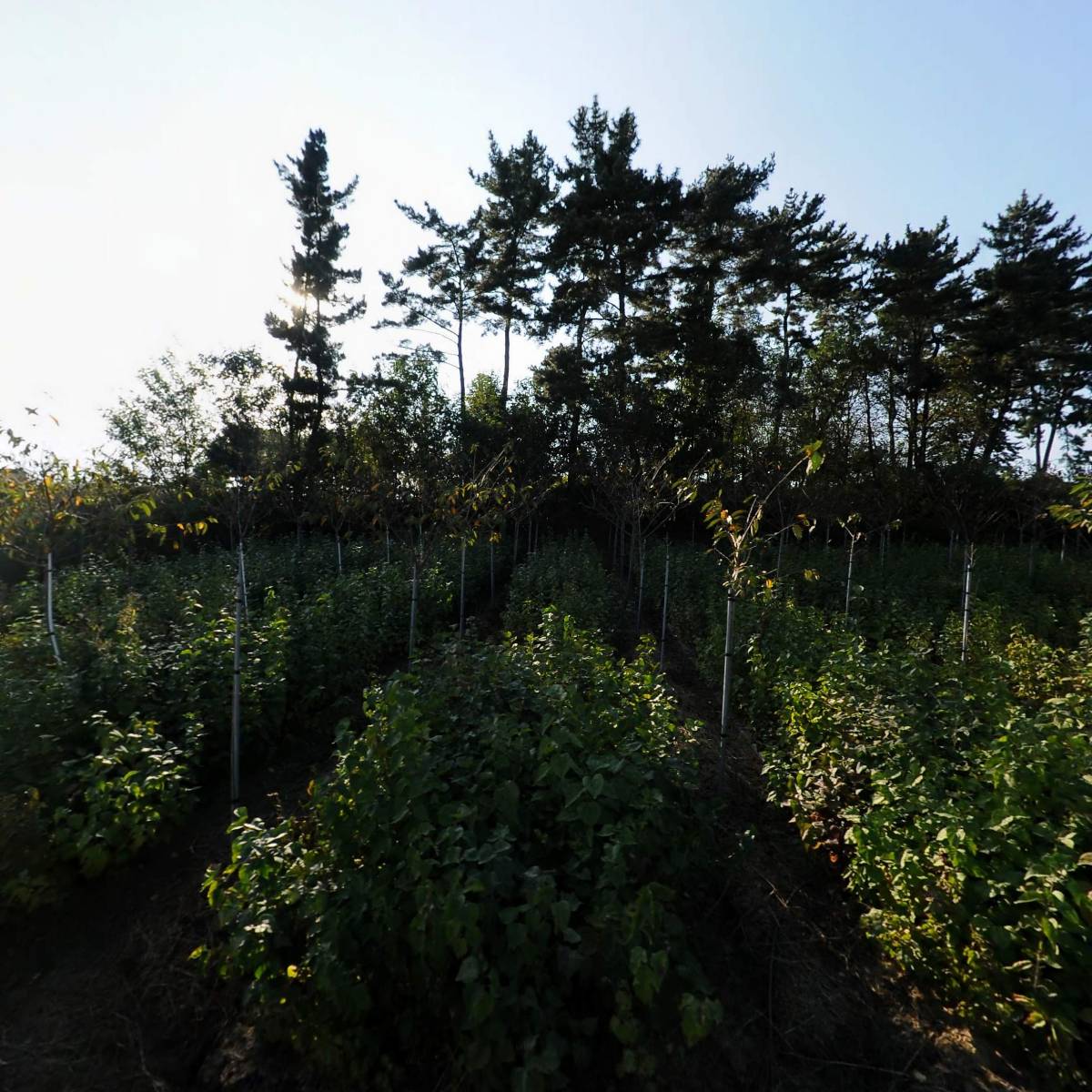 엔제리너스커피(익산미륵산점)