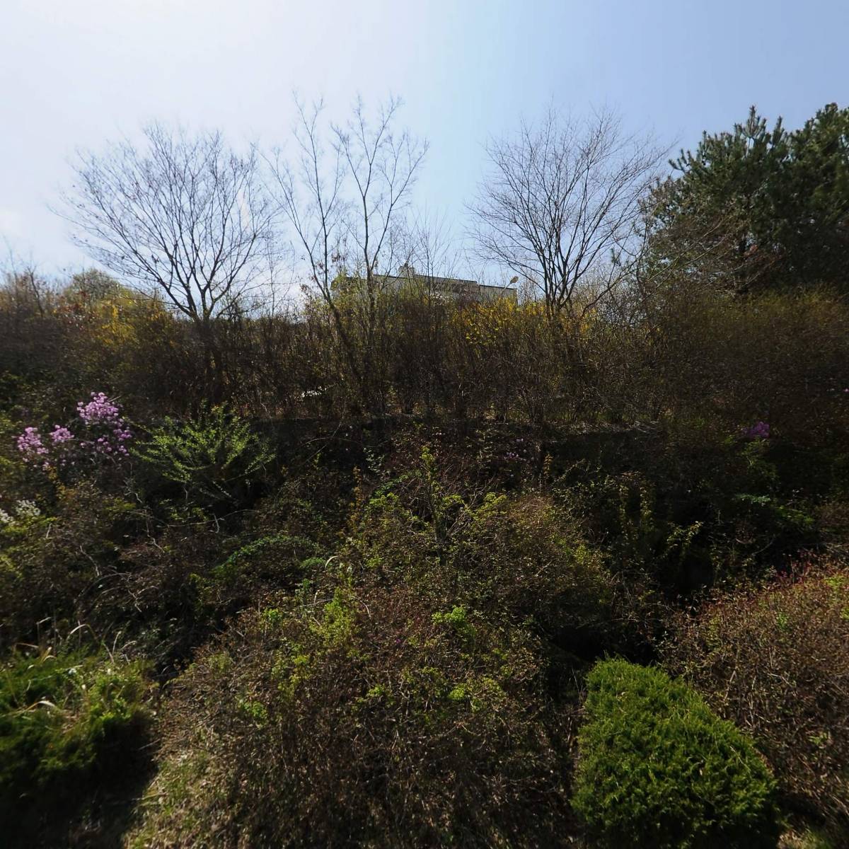 담양참죽순