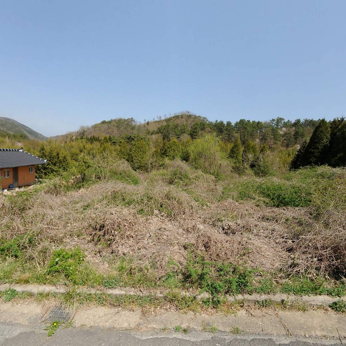 담양참죽순_3