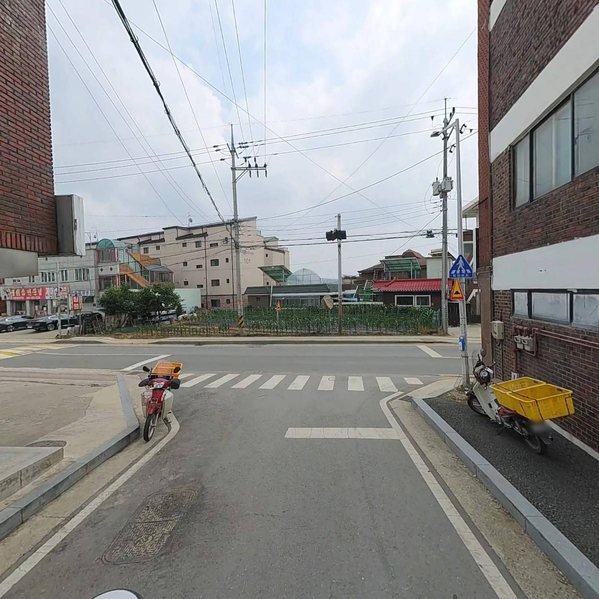 금정오리_2