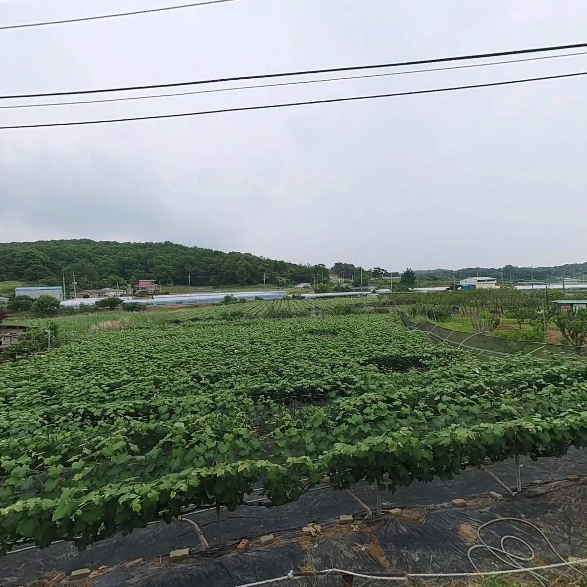 농업회사법인시화연대농업(주)_3