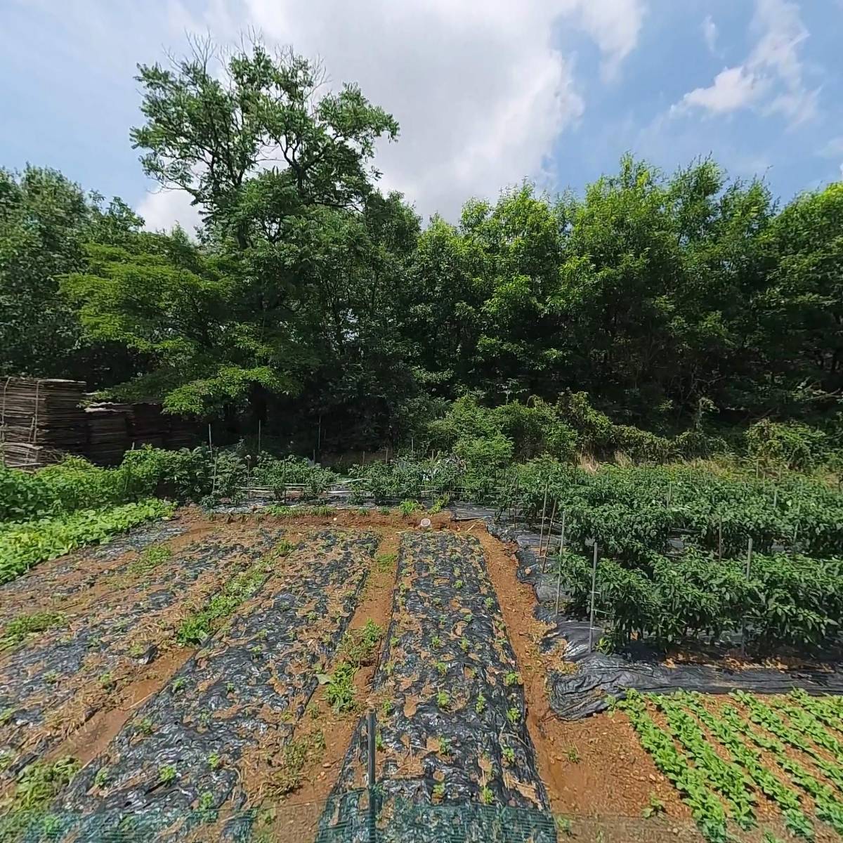 (주）호호바스