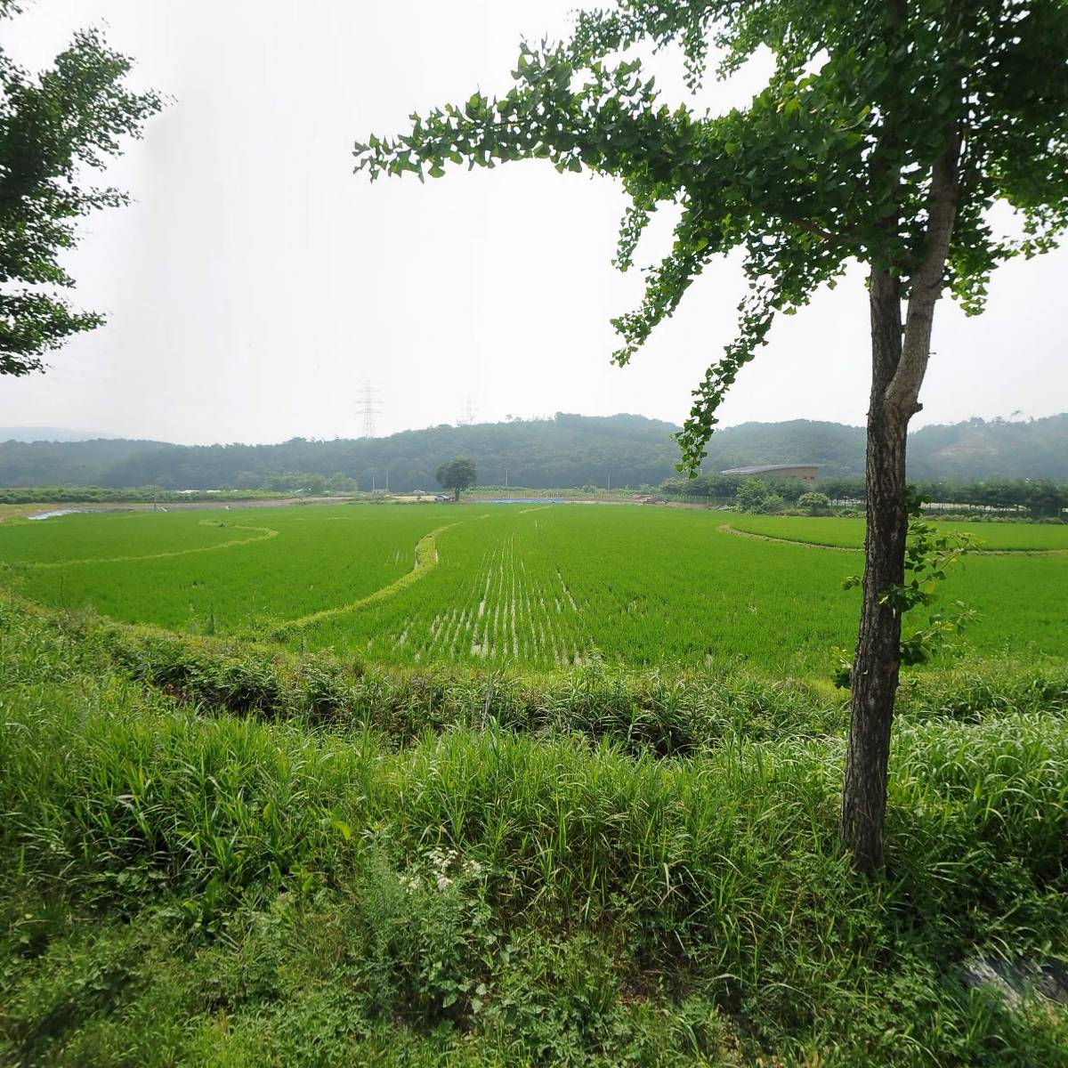 춘천남부막국수