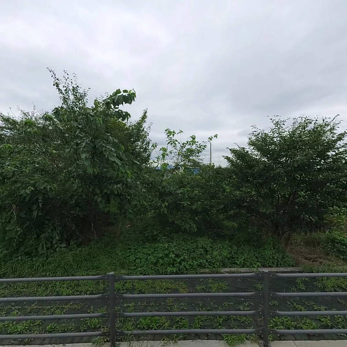 그레이브릭스