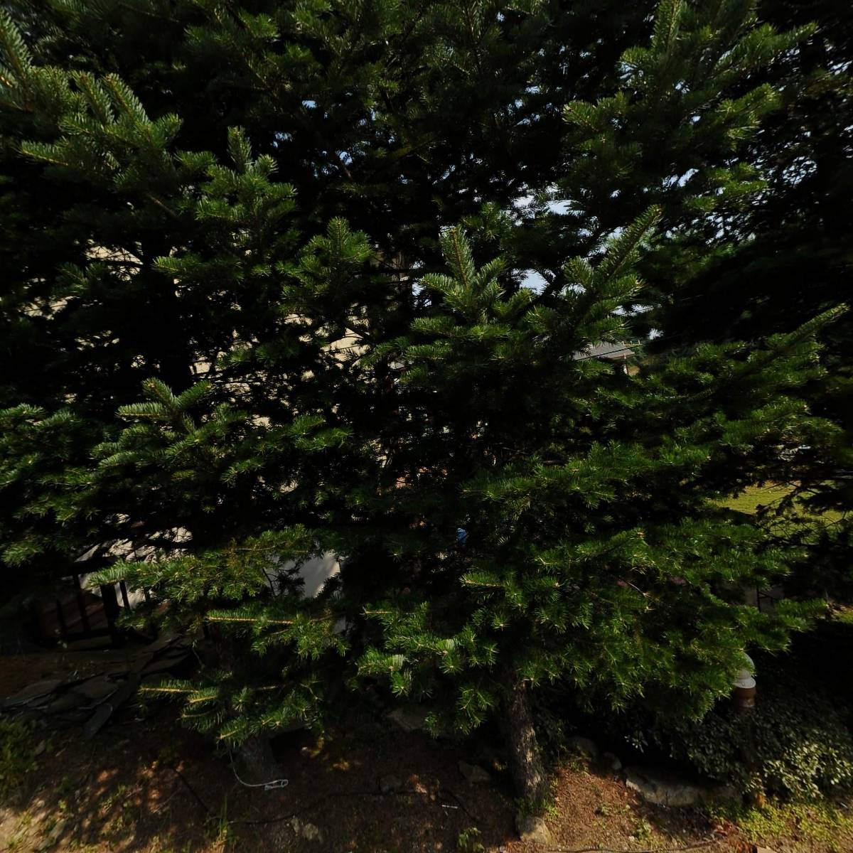 샤인힐