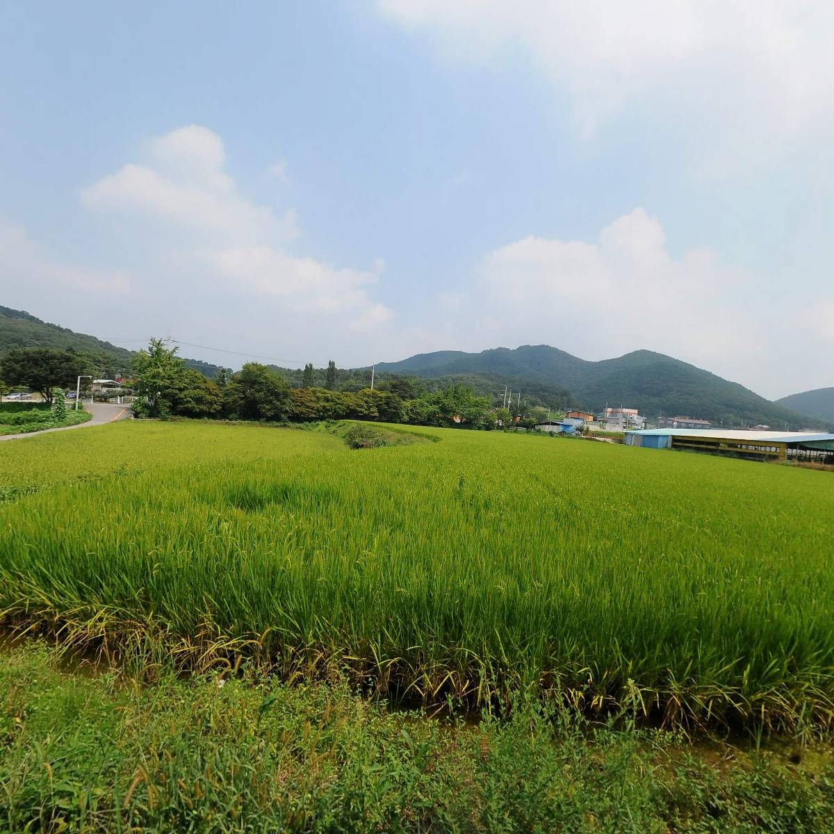 덕인 코코피트