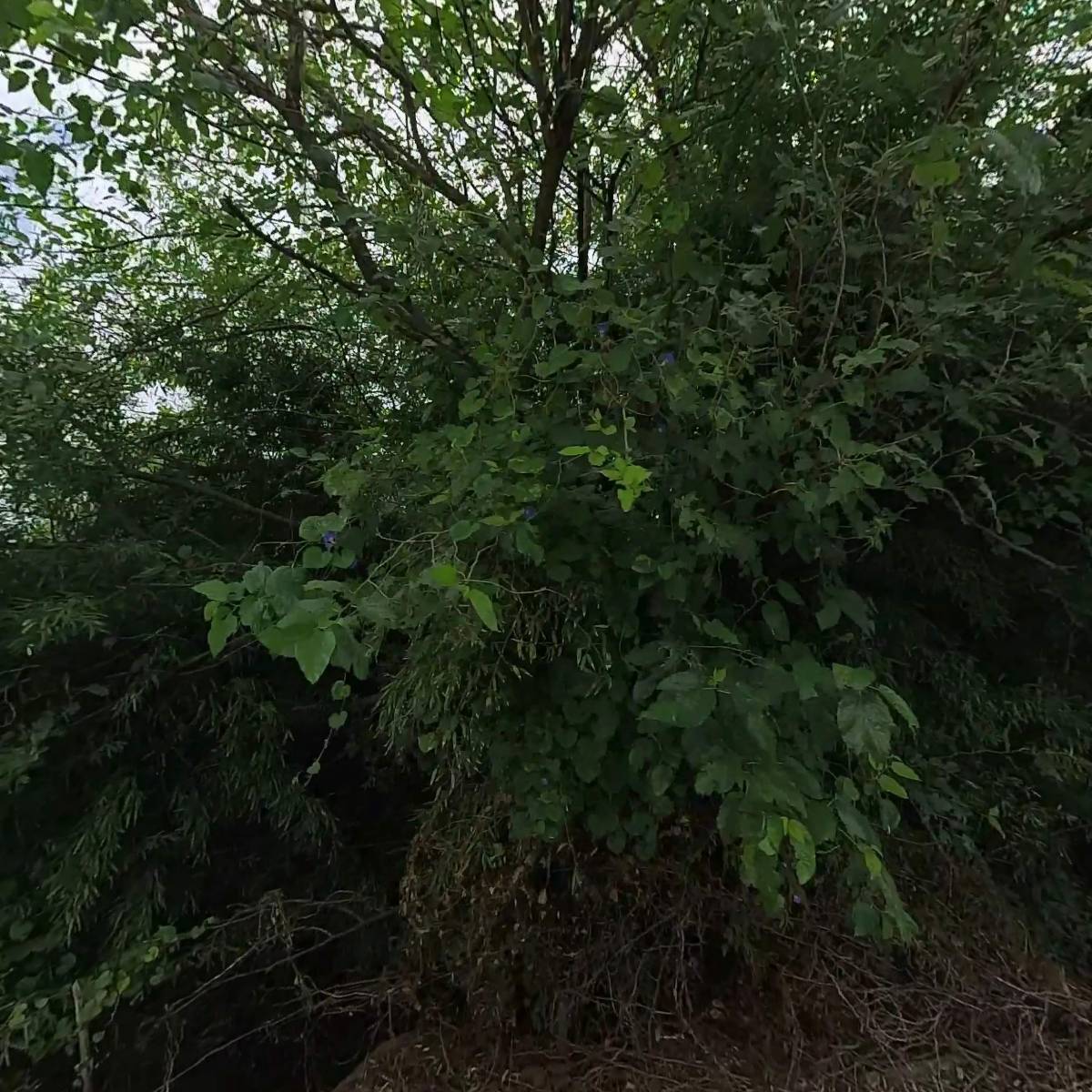 한국웃음요가학교