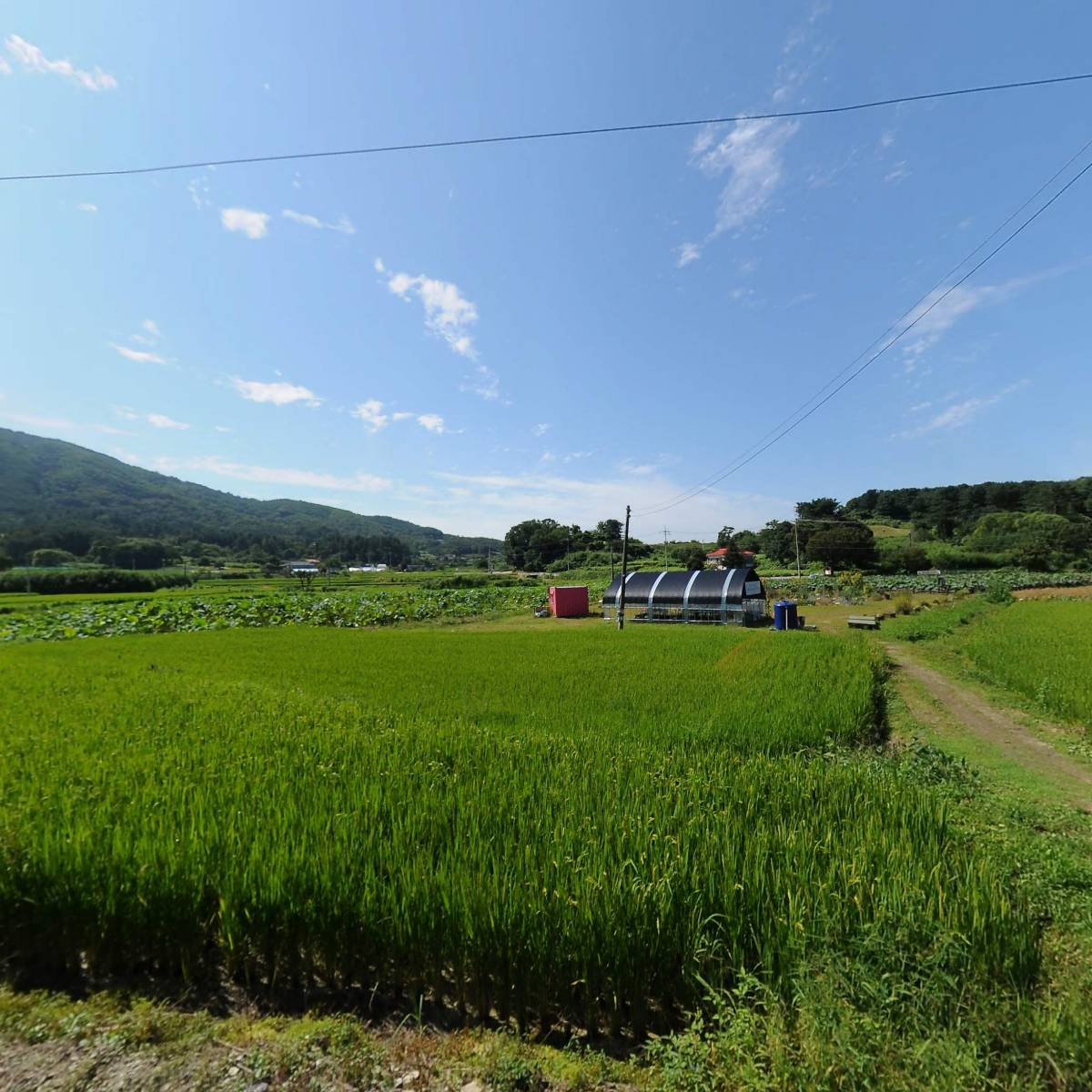 농업회사법인 울미연꽃마을 (주)_3