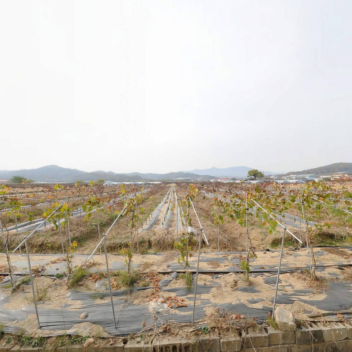 신금산 영농조합법인_3