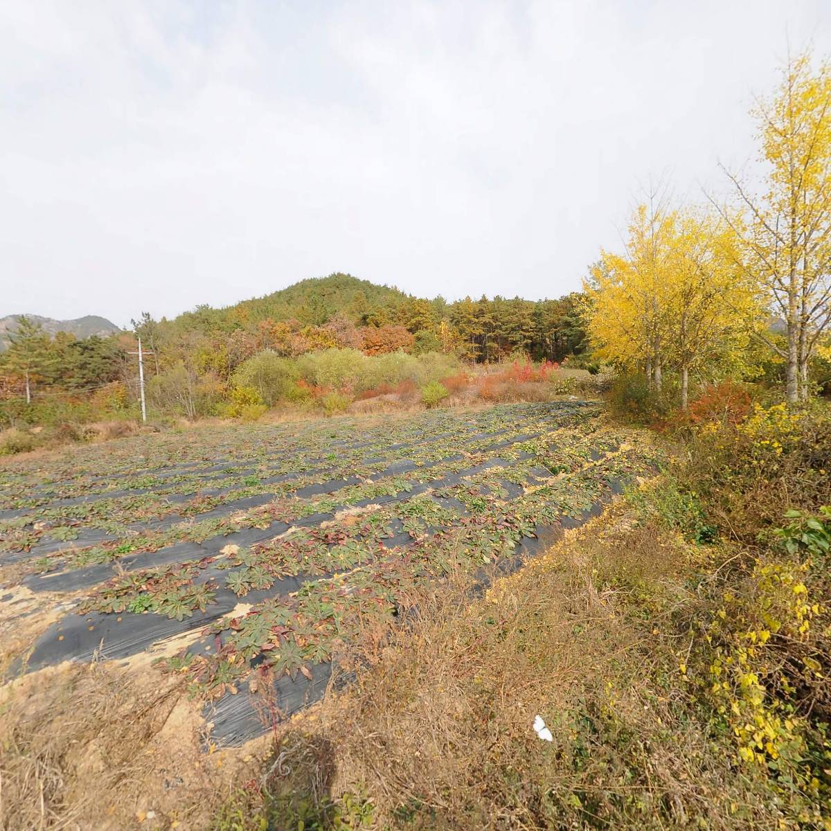 주님의 교회