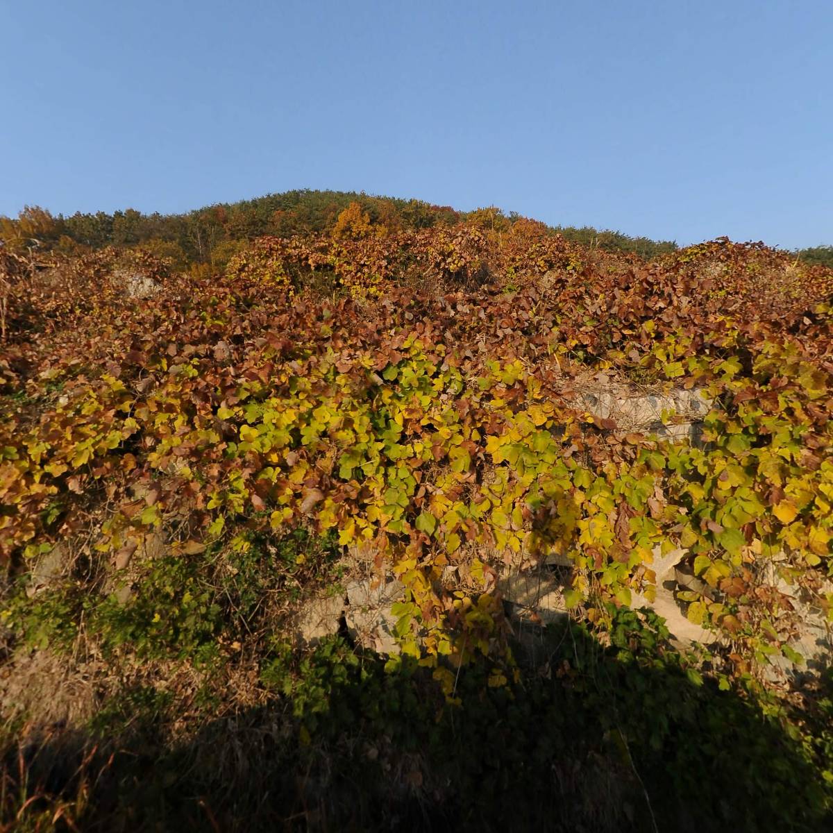 (주)보령한옥마을