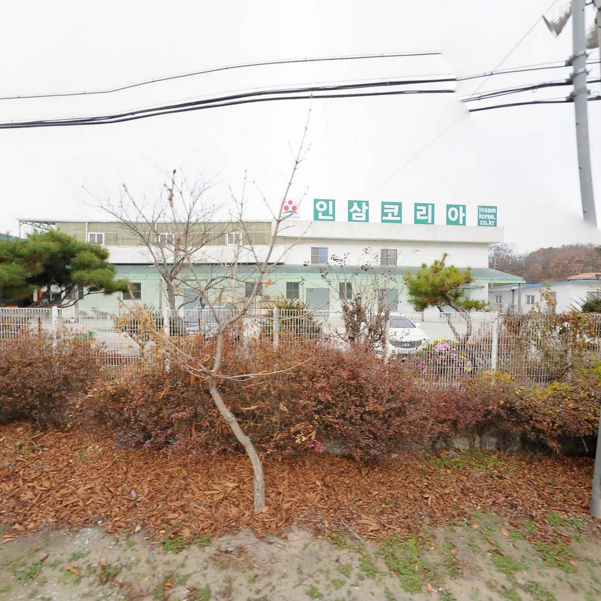 인삼코리아