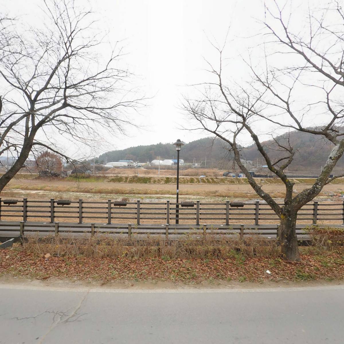 인삼코리아_3