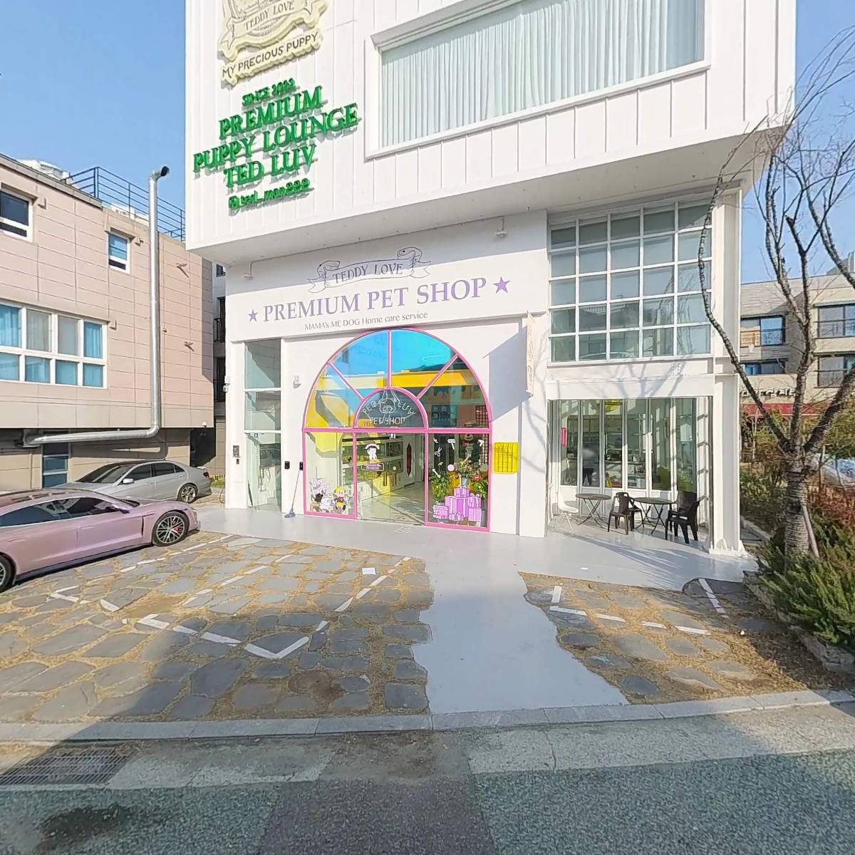 부산강아지분양 테디럽 명지본점