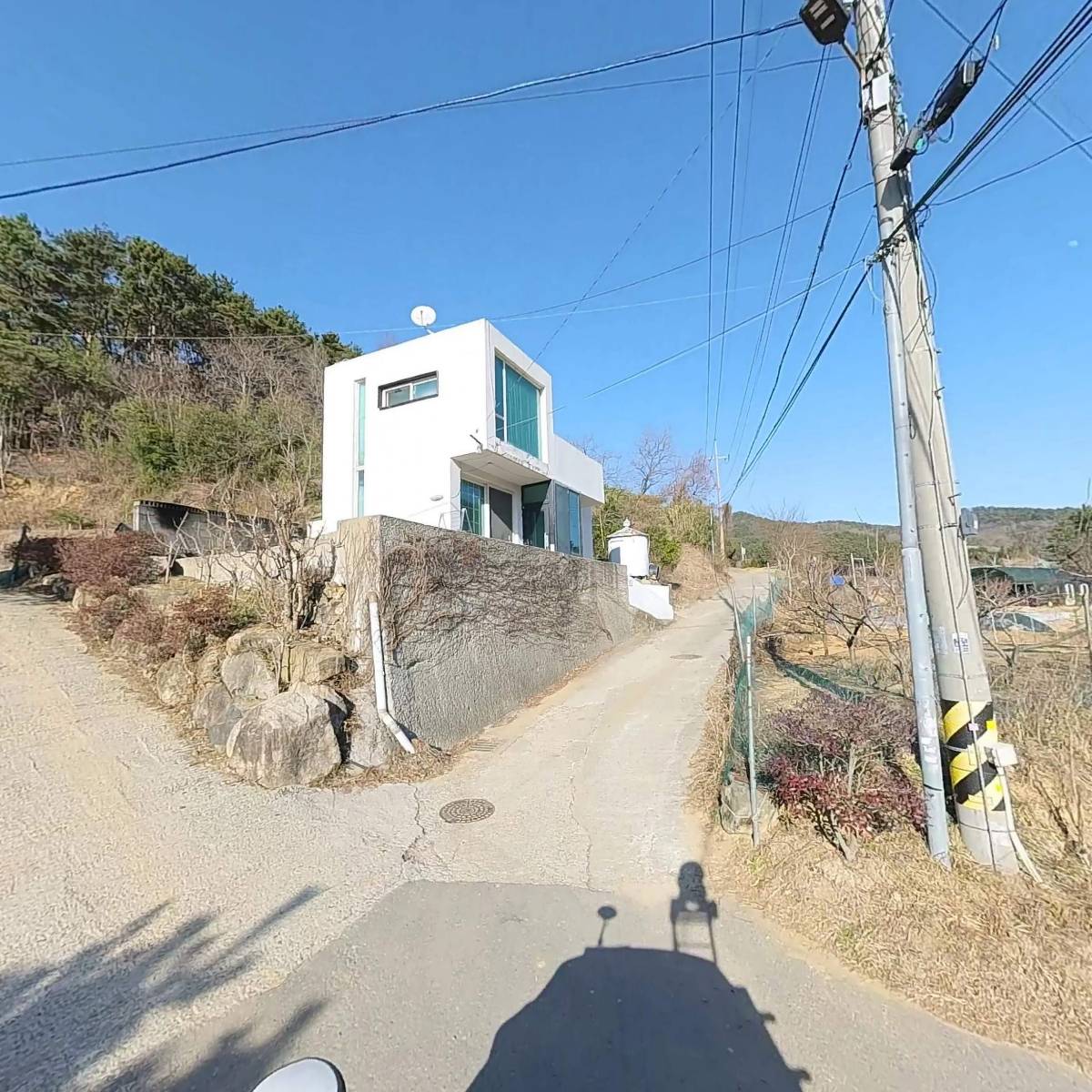 금송아지_2