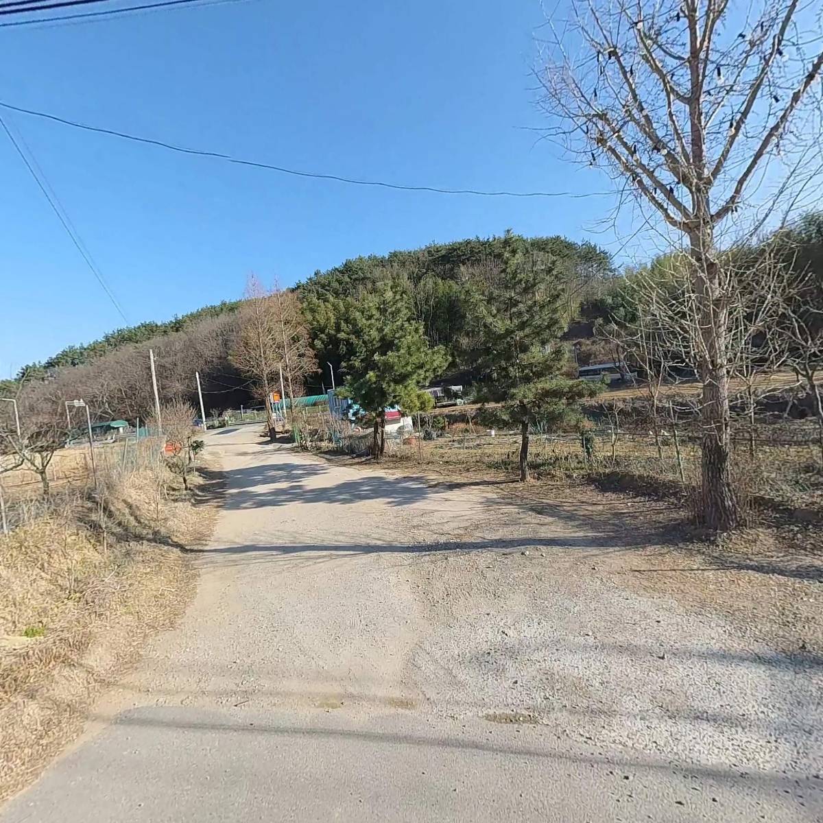 금송아지_3