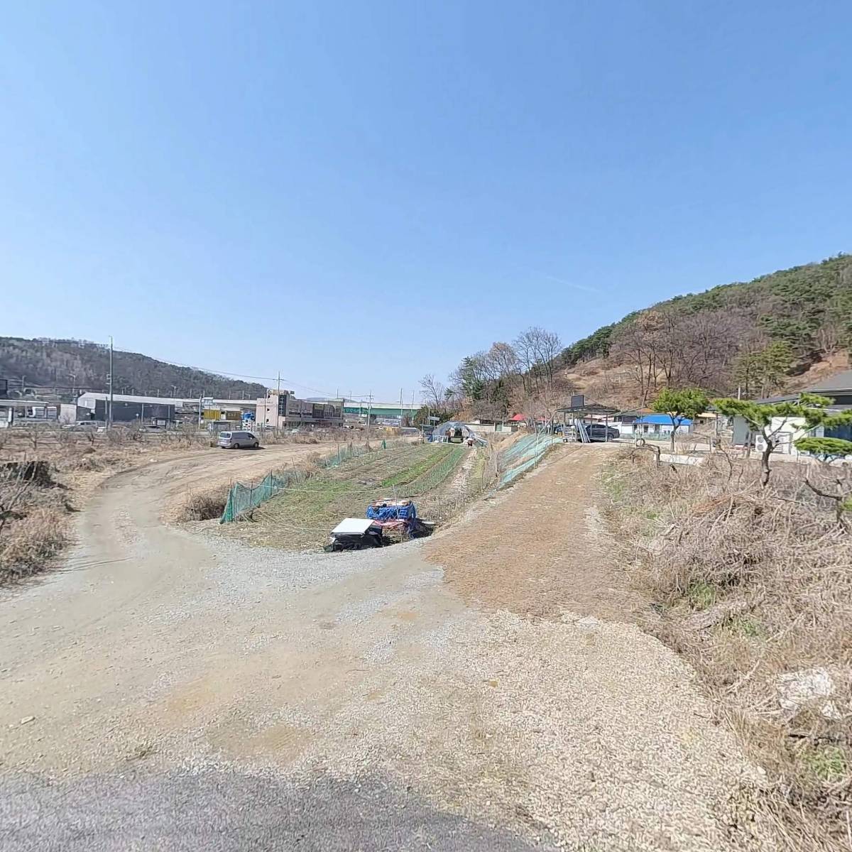 소나무향기_3