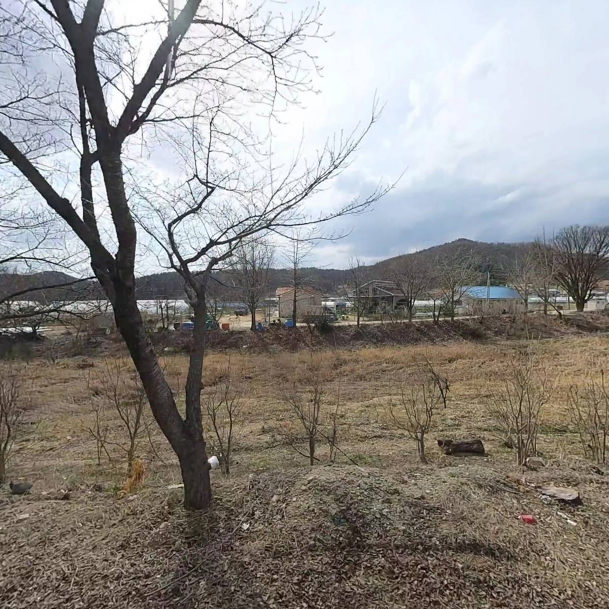까유(Kayu)