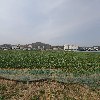 옛촌갈치