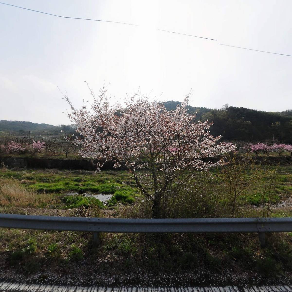 금곡철망