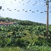 살롬목장