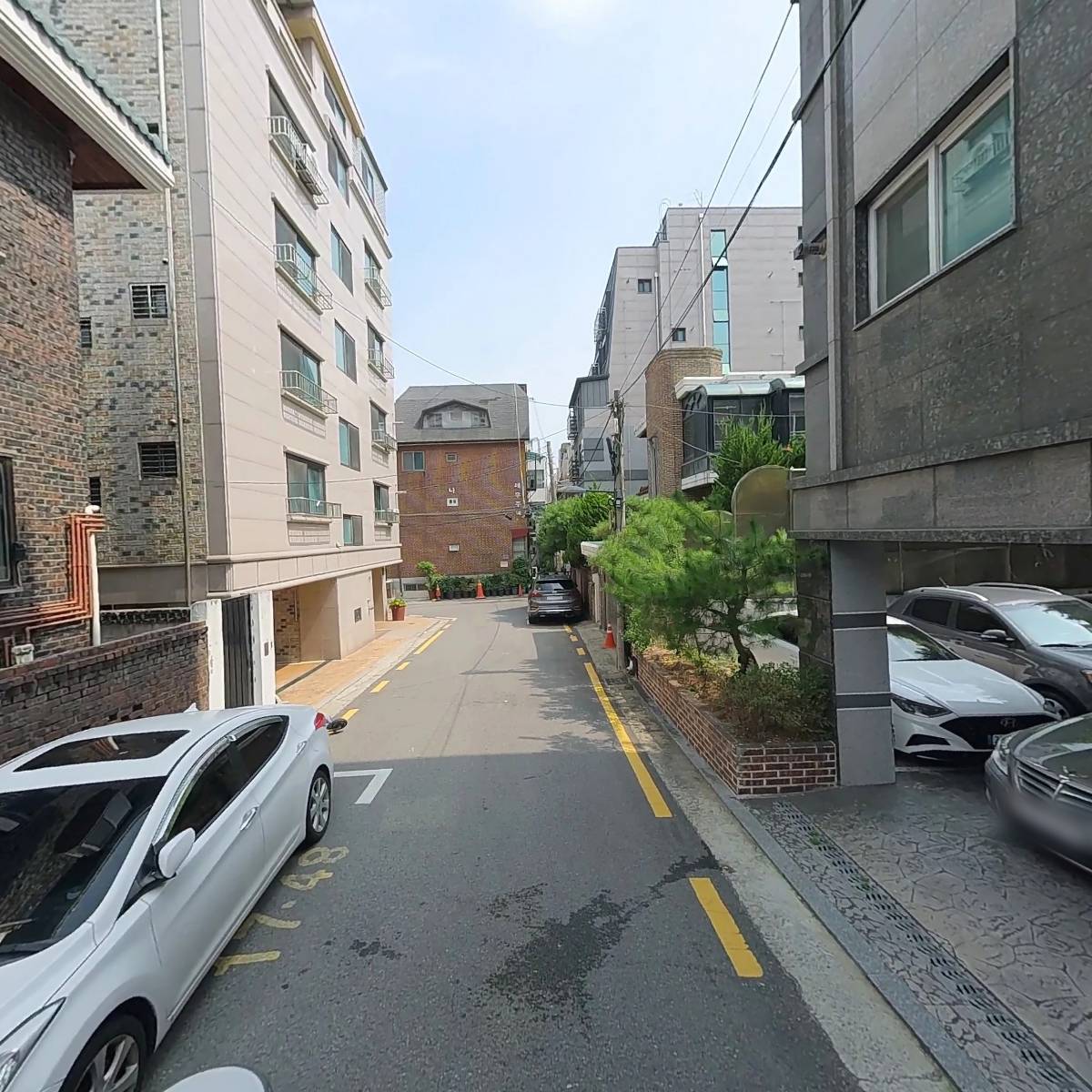 도림천 도롱뇽(도림 리자드)_2