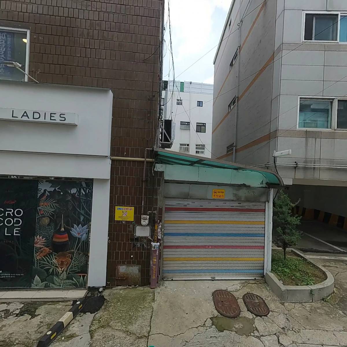 여성크로커다일_3
