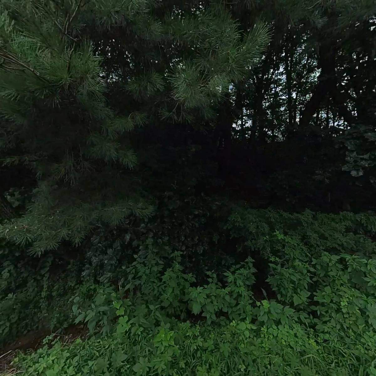 인터팬